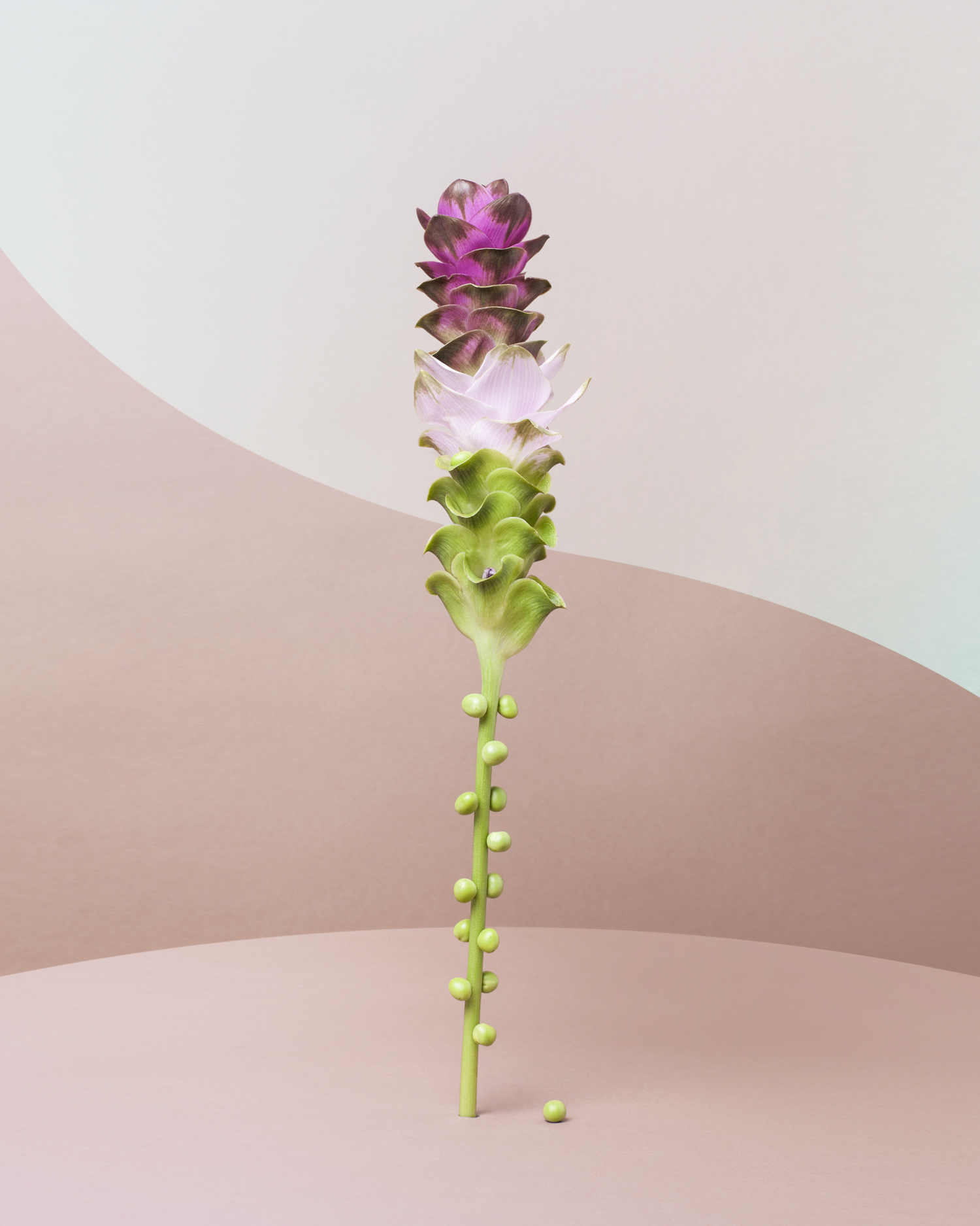 Tall Flower with peas